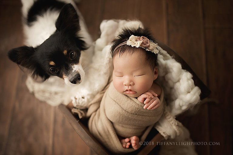 newborn girl and puppy
